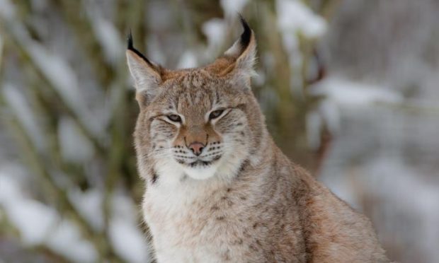 Northern lynx