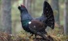 The number of capercaillie is in decline. Supplied by National Trust.