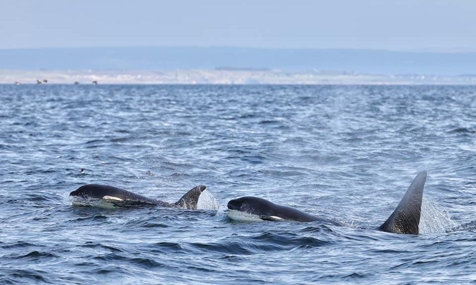 Orcas in Moray Firth