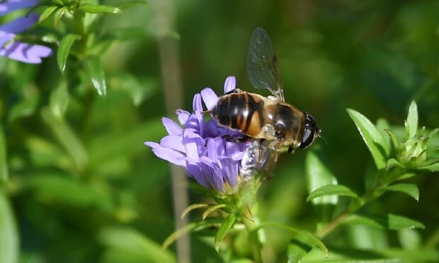 Concerns raised over impact windfarms could have on insects.