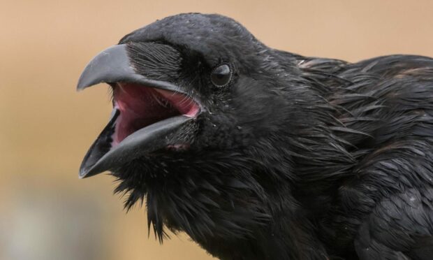 The black raven is squawking with a wide open beak. It is black with black eyes.