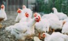 Picture shows: Group of poultry on farm.