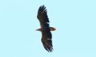 Male white tailed sea eagle in flight.