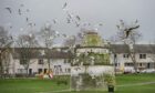 Gulls at Doocot Park in Elgin could become  a thing of the past if sonar devices being installed across the town are successful in reducing numbers. Image: DC Thomson