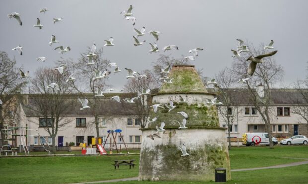 Gulls at Doocot Park in Elgin could become  a thing of the past if sonar devices being installed across the town are successful in reducing numbers. Image: DC Thomson