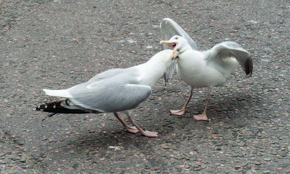 Two gulls fighting