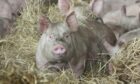 The NPA says more than 120,000 pigs are waiting for slaughter on British farms.