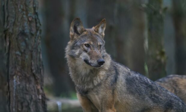Wolves could be reintroduced in the Highlands. Image: Shutterstock.