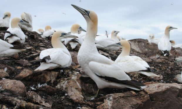 Gannets. Photo: DCT Media