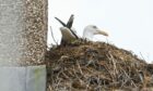 A gull sitting on a nest.