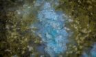Blue-green algae scum sits on top of a pond.