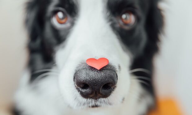 Heart disease test for pets