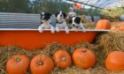 Pumpkin picking with a difference in Aberdeenshire.