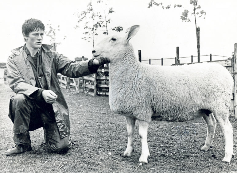 John McIrvine junior, of Balblythe, Strachan, exhibiting the overall sheep champion, a Border Leicester two-crop ewe