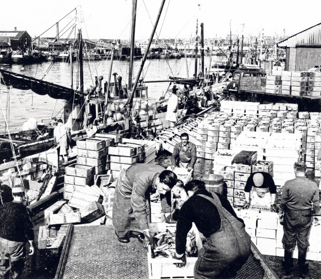 Unloading a large landing of herring