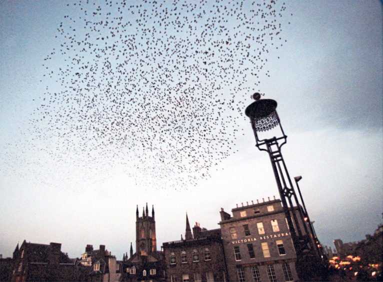 1999: A murmuration of starlings takes flight  before roosting under Union Bridge