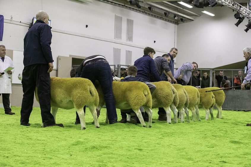 People and sheep at Aberdeen Christmas Classic cattle show