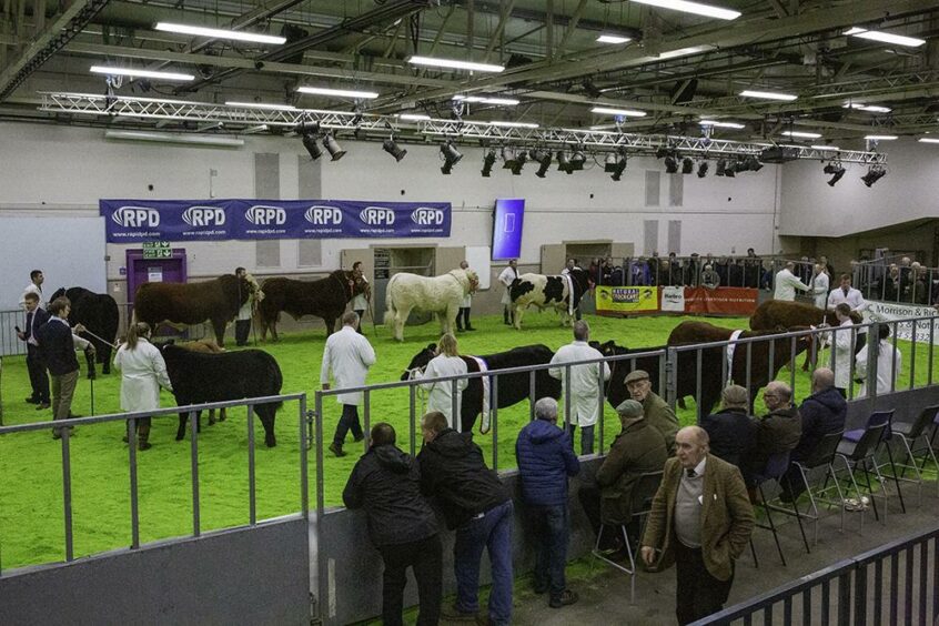 Cow exhibition at Aberdeen Christmas Classic 