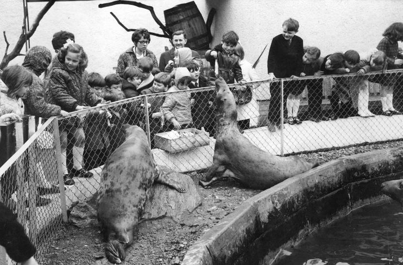 1972: Feeding the seals was a thrill for the children of Inverallochy School, Fraserburgh, when they visited Aberdeen Zoo in May 1972 during an outing to Aberdeen.