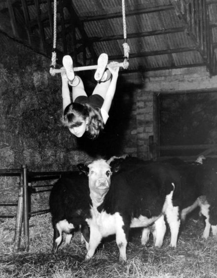 1970: Moira Allan, 10, the daughter of Norman Allan, practising her trapeze work above cattle in a barn at Upper Auchmill.