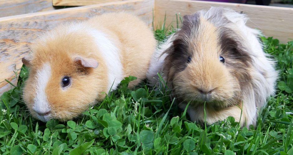 Lily Fraser-Bonnington, from Lossiemouth, sent this pic of her little guinea pigs, Saffron and Cinnamon, out in the garden on a sunny day enjoying eating the lawn.