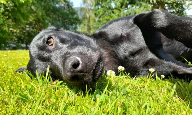 This is Poppy the black Lab relaxing in the sun on a recent holiday to Loch Ness. Poppy lives in Banchory Devenick and family friend Calum McGregor sent in the pic.