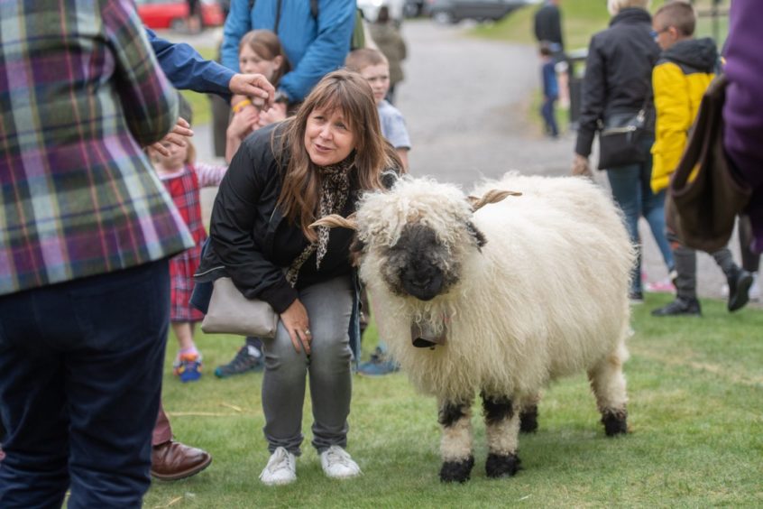 Elfie the Valais Blacknose sheep was in demand for photos. Photo: Michal Wachucik/Abermedia