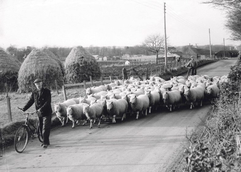 Cheviots being driven belonging to AEM Taylor, Balring, Mintlaw Station, in January 1964.