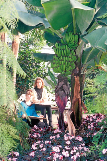 1993: Jill Kennedy, left, and Laura Glasser, artists from Aberdeen Commercial College, sketch the banana tree at the Gardens.