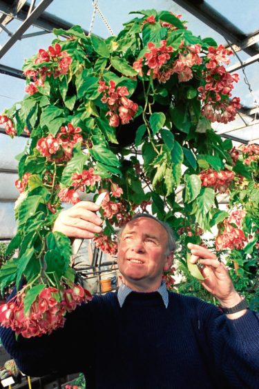 1995: Doug Davidson, gardener at Duthie Park Winter Gardens, tends a Begonia limminglizana.