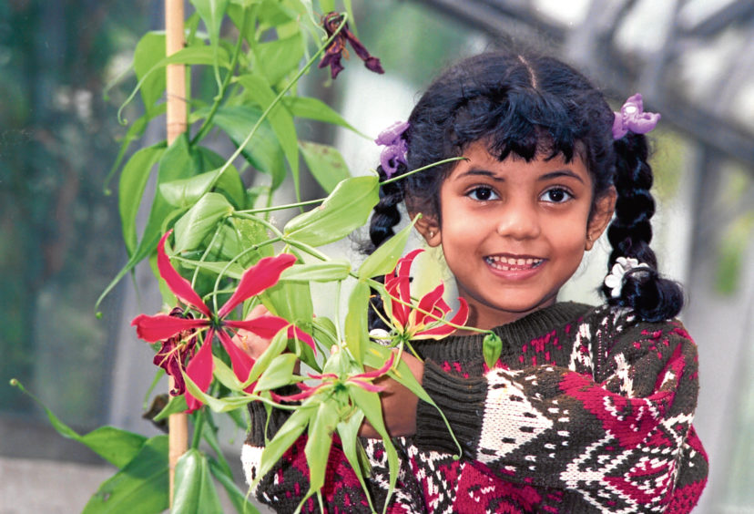 1994: Watching the Gloriosa Rothschildiana grow at the Winter Gardens is five-year-old Fatima Hassan, Old Aberdeen.