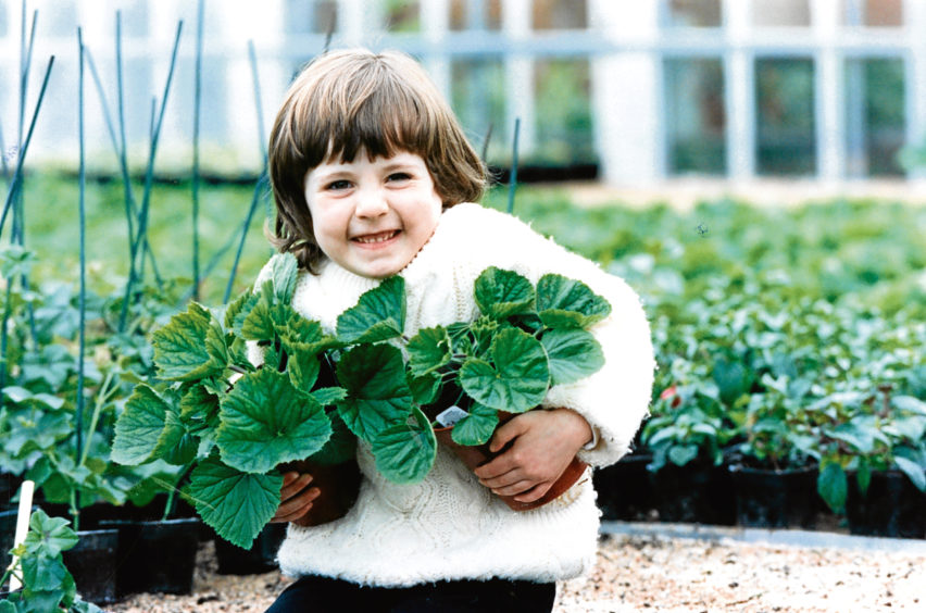 1994: Three-year-old Brogan Walker, Stonehaven, checks out the difference in the plants grown with and without peat compost.