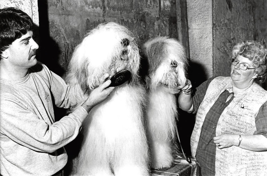 1985: Steve Wren, of Bridge of Don, andSenga Greasley, of Dollar, groom their old English sheepdogs.
