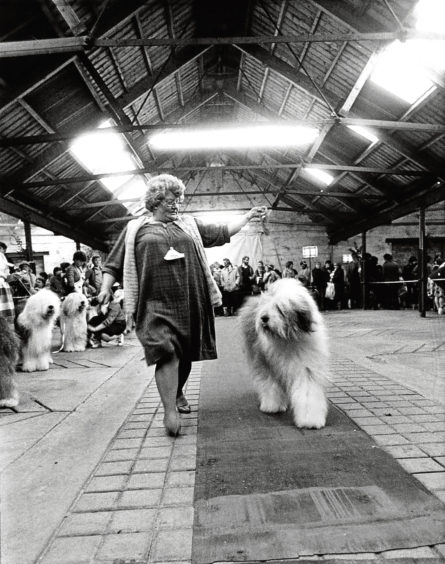1985: English sheepdog Benjamin parades for the judge with owner Senga Greasley, from Dollar.