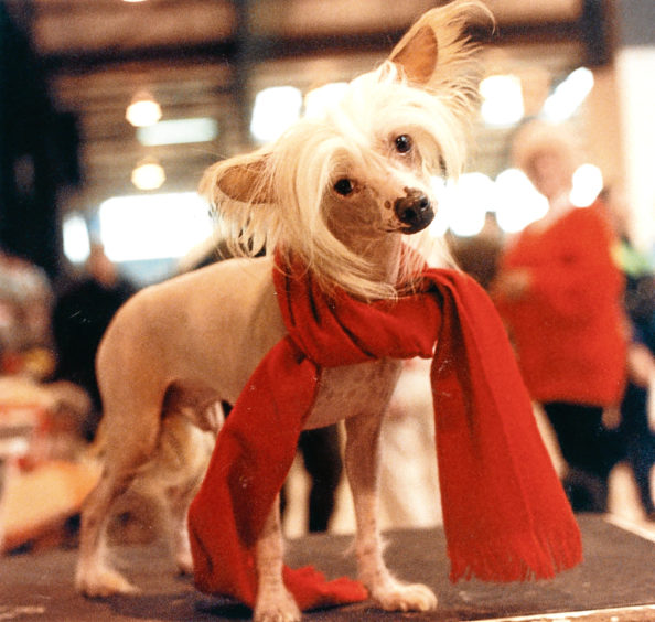 1991: Gizmo, a Chinese crested dog, owned by  Moira Roy of Lhanbryde.