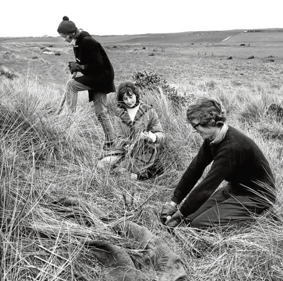 1974: Volunteers dig up marram grass on Balmedie beach to replant it on less stable dunes.