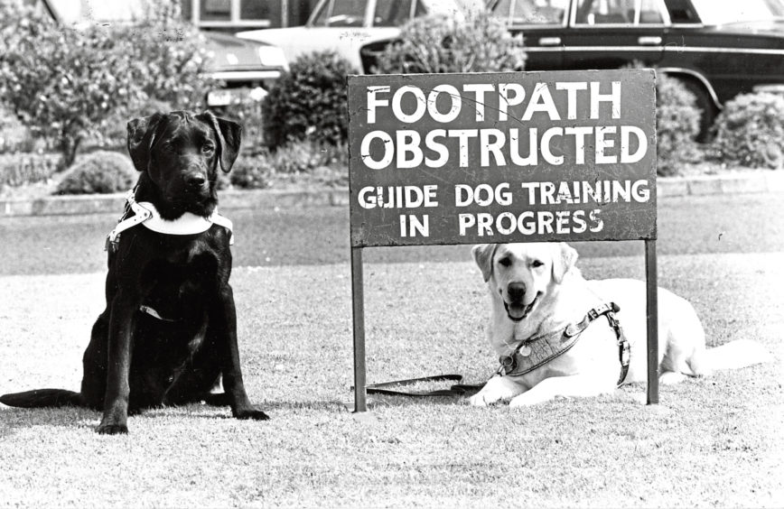 Dogs Busby and Cathy were keeping an eye out for visitors in 1981