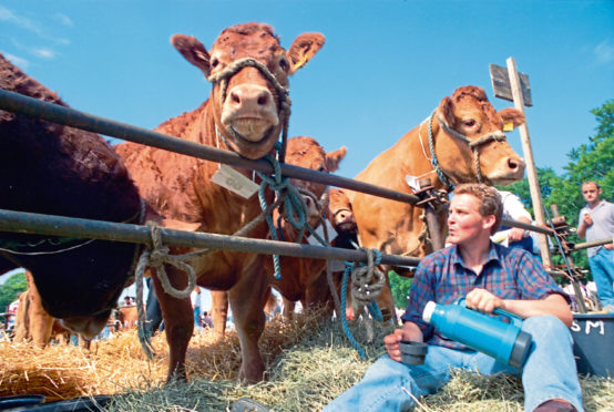 Steven Mitchell, of Carron Mains, Aberlour, gets set to enjoy a cup of tea at the Banchory Show under the watchful eyes of some of the Ben Craig Limousins