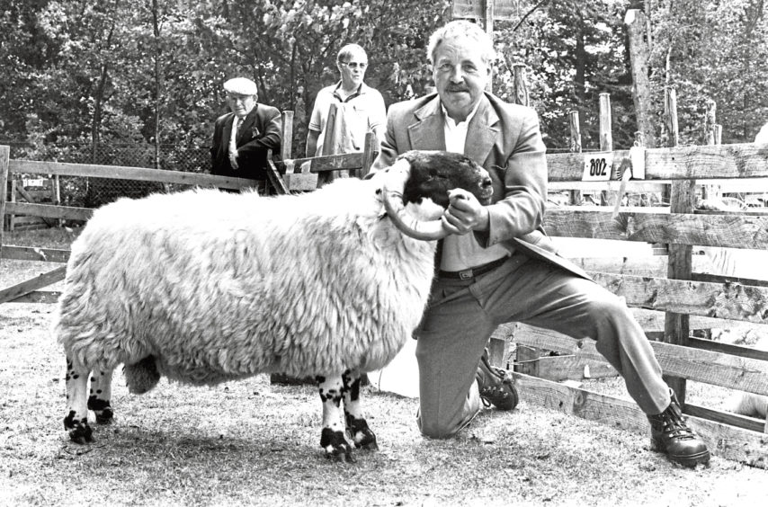 Stockman David Gibb holds the supreme champion in the sheep section