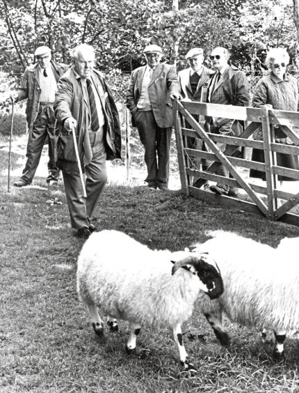 Blackface sheep judge William Lindsay gets on with the job at the Banchory Show