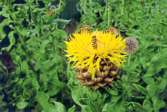Swarms of hoverflies have been causing concern