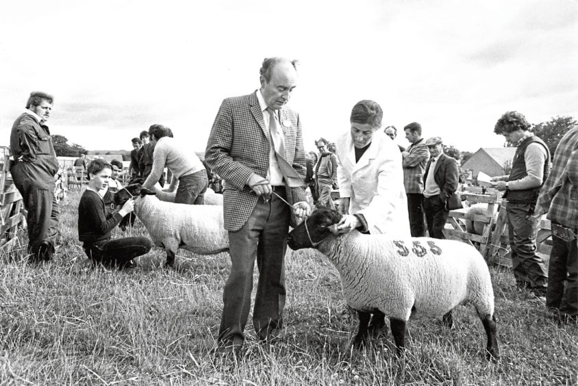 Judge Mrs Fredi Izet inspects the Suffolk ewe shown by James Mackie, Dunnydeck, Insch