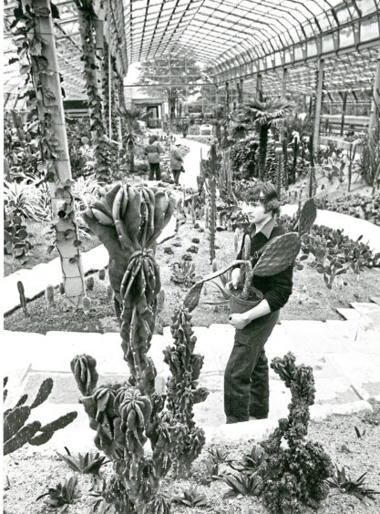 1980: A staff member inspects the cacti in the Duthie Park Winter Gardens