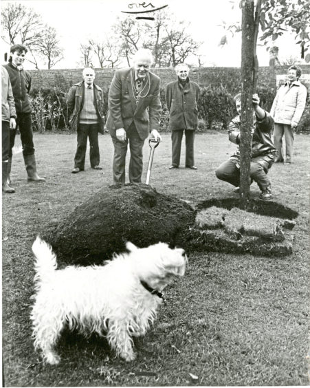 1984: West Highland Terrier Roy sniffs out an opportunity as Lord Provost Henry Rae officially plants this tree to mark the start of National Tree Week