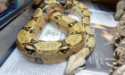 Esmerelda the snake  was taken to the Scottish SPCA at Drumoak where she later died