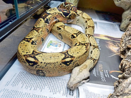 Esmerelda the snake  was taken to the Scottish SPCA at Drumoak where she later died