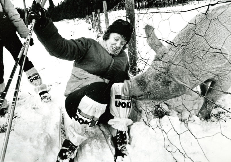 1991: Jill Davidson finds the snow is not her only adversary when she met up with this pig while skiing in Corgaff