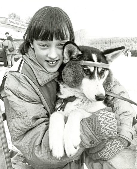 1988: Earmuffs from owner Kerry Warburton helped six-month-old husky Tasha ward off chilly Cairngorm winds at the Siberian Husky Club of Great Britain snow rally practice sessions