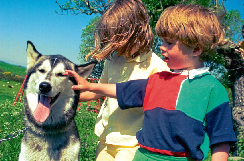 1995: Nanook the husky with Kerry and Liam Rowles as a search was under way for a surrogate puppy