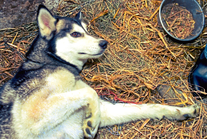 1995: Husky Nanook was desperately searching for a puppy to mother after her own day-old pup died